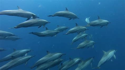 Drone And Underwater Footage Captures Large Pod Of Dolphins In Transit