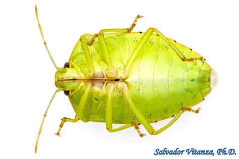 Hemiptera Heteroptera Pentatomidae Chinavia Hilaris Common Green Stink