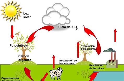 Ciclos De La Naturaleza Ciclo Del Carbono