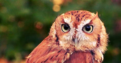 Sketsa mewarnai binatang burung hewan hewan udara sketsa mewarnai gambar burung hantu. Gambar Burung Hantu Terbaru | Kumpulan Gambar
