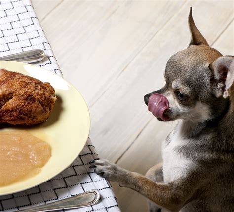My cat has not eaten in two days. Can Dogs Eat Turkey? Thanksgiving FAQs - Fetch! Pet Care