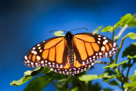 Saving The Eastern Monarch Butterfly