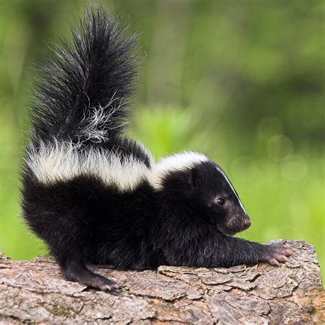 How To Get Rid Of Skunk Smell Family Handyman