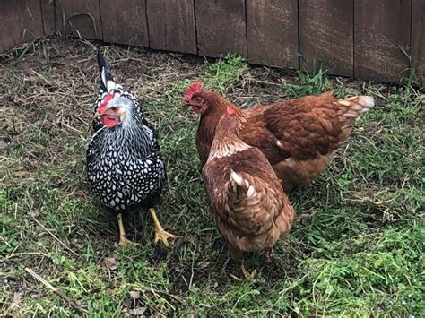 The Pros And Cons Of Owning Chickens In The Suburbs Pethelpful