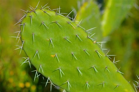 What Are Cactus Leaves Covered In Cactus Spines Are Modified Leaves