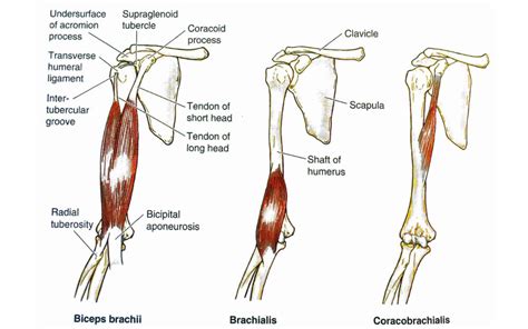 1 Simple Bicep Stretch To Improve Flexibility In Your Biceps