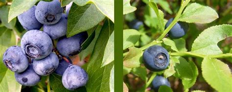 Bilberry Vs Blueberry Naturalalternativeremedy