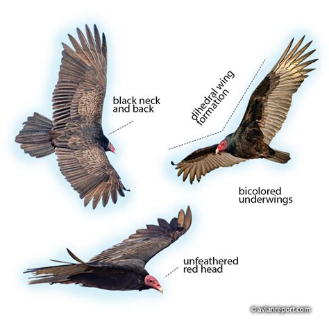 What Does A Turkey Vulture Look Like Avian Report 2022
