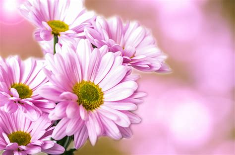 Free popular top level domains fit for you. Flower Free Stock Photo - Public Domain Pictures