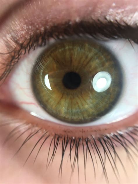 Dark Winter Eye Olhos Verdes Escuros Olhos Verdes Olhos Verdes Avel