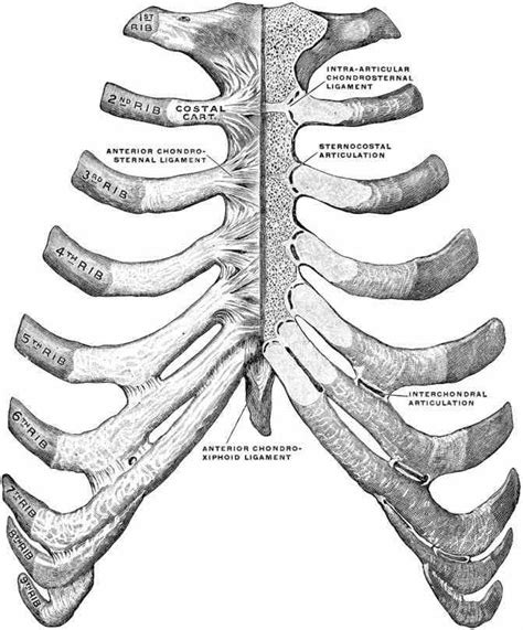 The human rib cage is made up of 12 paired rib bones. Anatomy Of The Ribs And Sternum | MedicineBTG.com