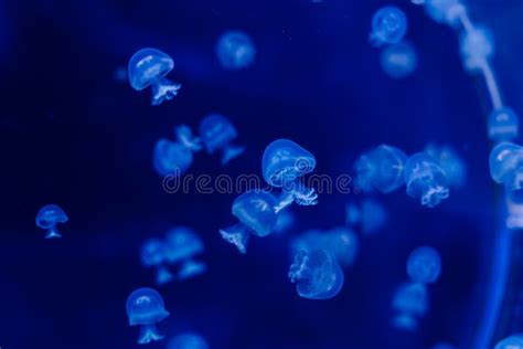 A Group Of Light Blue Jellyfish Swimming In A Water Stock Photo Image