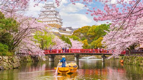 How To Celebrate Cherry Blossom Season In Japan Byfood