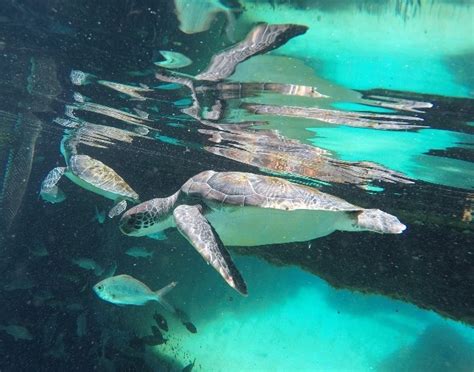 Best Grand Cayman Excursion Swim With Stingrays And Visit A Turtle Farm