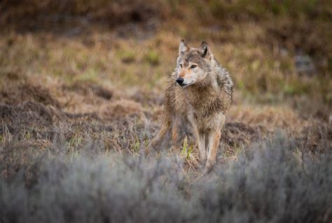 Neil Simmons Photography Yellowstone Wyoming And Utah Grey Wolf