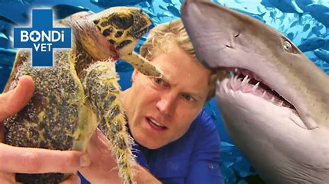 Vets Dive In To Rescue Marine Animals 🦭🦈 Bondi Vet Compilation