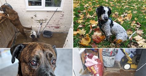 How Could They 11 Animal Cruelty Cases That Have Shocked The North