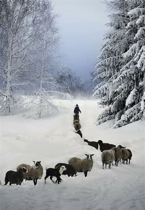 Obedient Sheep Following Their Shepherd Winter Scenes Photo Winter