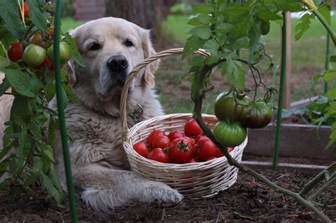 Can Dogs Eat Tomatoes 2023 Were All About Pets