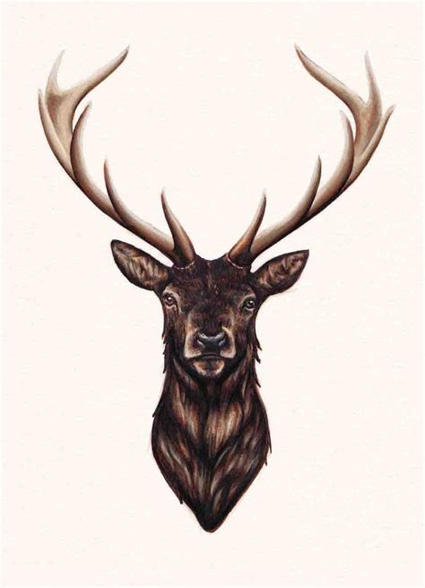 Stag Head Drawing