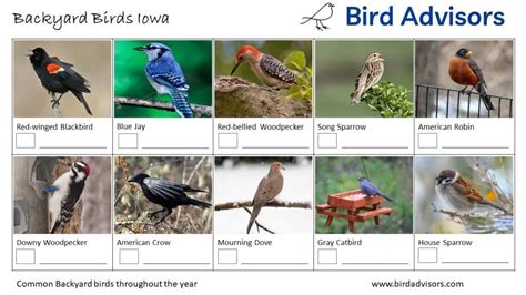 Top 20 Backyard Birds In Iowa Free Id Charts Bird Advisors
