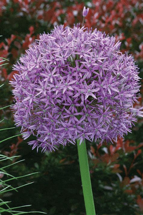 'these colder months are the perfect time to be preparing the garden for the warmer climes of spring' explains a spokesperson for gardening express. 33 Best Bulbs to Plant in Fall for Spring - Flowers to ...