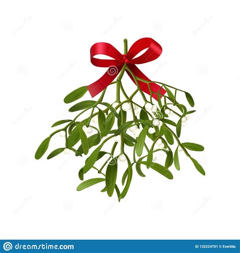 Mistletoe Vector Illustration Of Hanging Fluffy Mistletoe Sprigs With