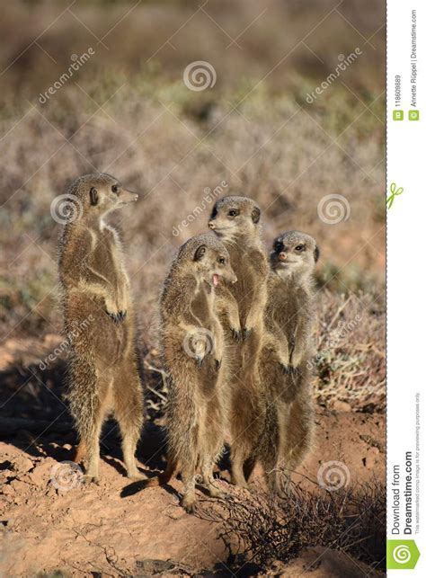 Four Cute Meerkats In The Desert Of Oudtshoorn South Africa Stock