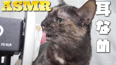 【asmr】耳を舐める猫たちのちゅ～るペロペロ音🐈‍⬛🐈👅👂🎧 Youtube