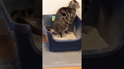 Cat Having A Healthy Poop Youtube