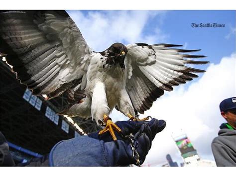 Seattle Seahawks Mascot Taima The Hawk Master Falconer David Knutson