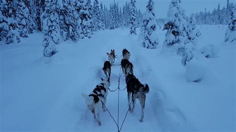 Husky Sleigh Ride In Finnish Lapland By Youtube