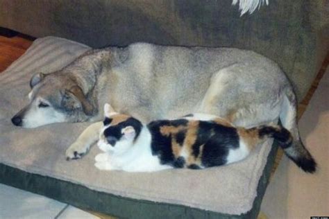 Cat Soothes Old Dog Who Cannot Walk Sleeps Next To Him At Night Photo