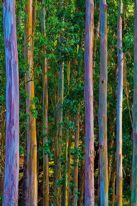 Eucalyptus Trees Радужный эвкалипт Природа и Дерево