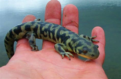Barred Tiger Salamander Fr Co