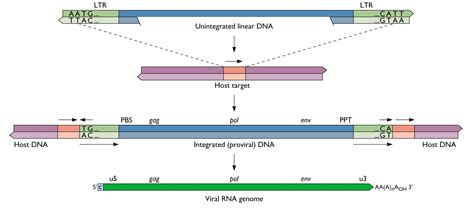 Retroviral Integration And The Xmrv Provirus Virology Blog