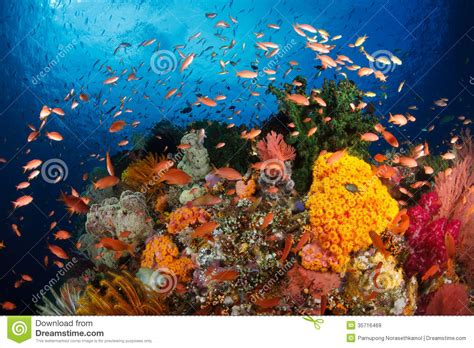 Colorful Reefraja Ampatindonesia Stock Image Image Of