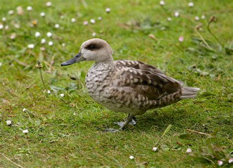 Marbled Teal Marmaronetta Angustirostris London Wetlan Flickr