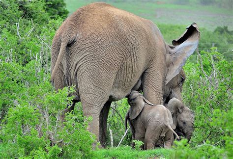 Rare Twin Elephants Calves Born At Addo