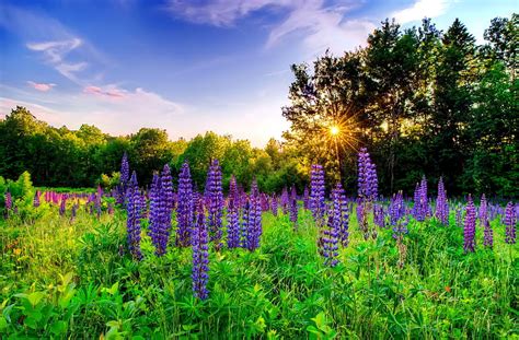 Lupines On Lewis Hill Sun Grass Ky Bonito Sunset Trees Lupines