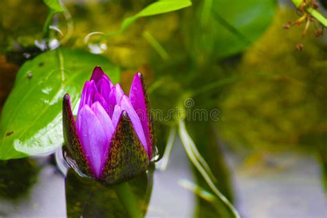 New Purple Lotus Flower Stock Photo Image Of Water Peace 87400632