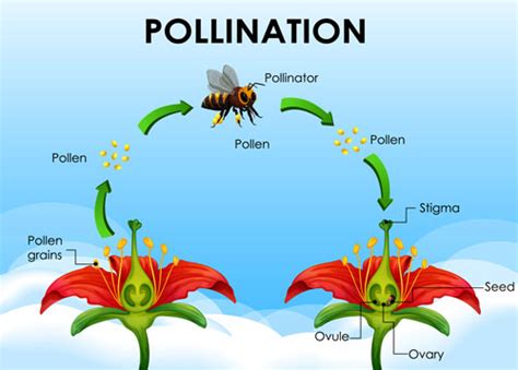 Bees Are Important Pollinators That Need Our Help