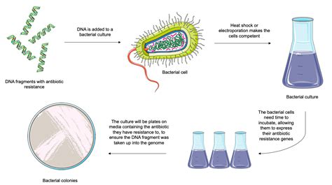 Bacterial Transformation Nc Dna Day Blog