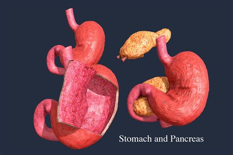 Dissection Stomach And Pancreas Animation 3d Model