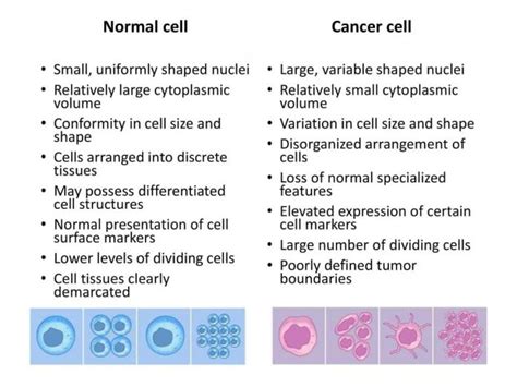 Cancer Cells How Would It Happen And Spread My Health Only