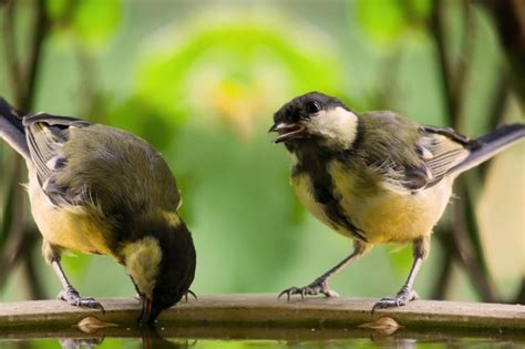 Canicule Suivez Ces Gestes Simples Pour Sauver Des Milliers Danimaux