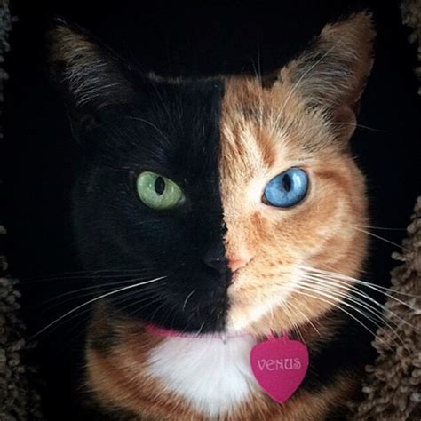 Meet Venus The Two Faced Cat That Has Stunned The World
