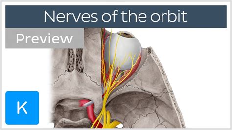 Overview Of The Nerves Of The Orbit Preview Human Anatomy Kenhub