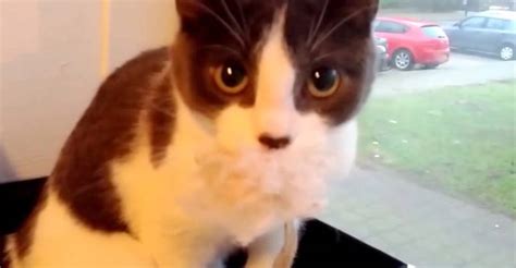 This Kitty Has The Funniest Reaction To Being Filmed