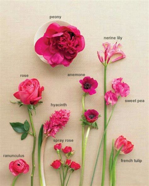 List of flower names with pictures of flowers and example sentences. Flower Names - We Need Fun